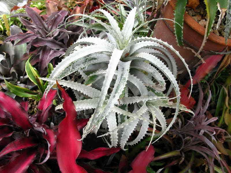 Cryptanthus warasii DBGForum